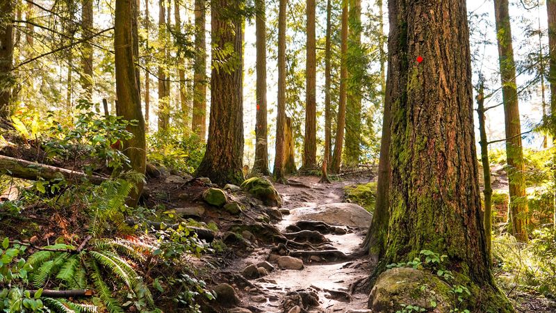 forest, path, trees, pine, stones, 4k