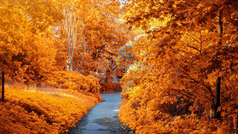 autumn, path, park, foliage, 4k