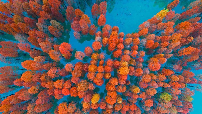 aerial view, fall, trees