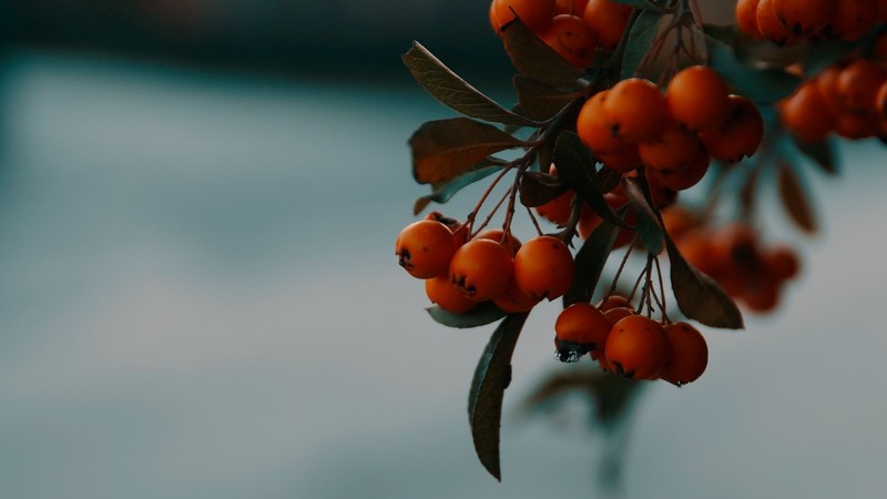 food, berries, plants, nature, macro