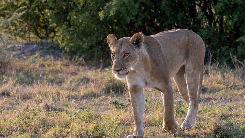lioness, predator, face, 4k