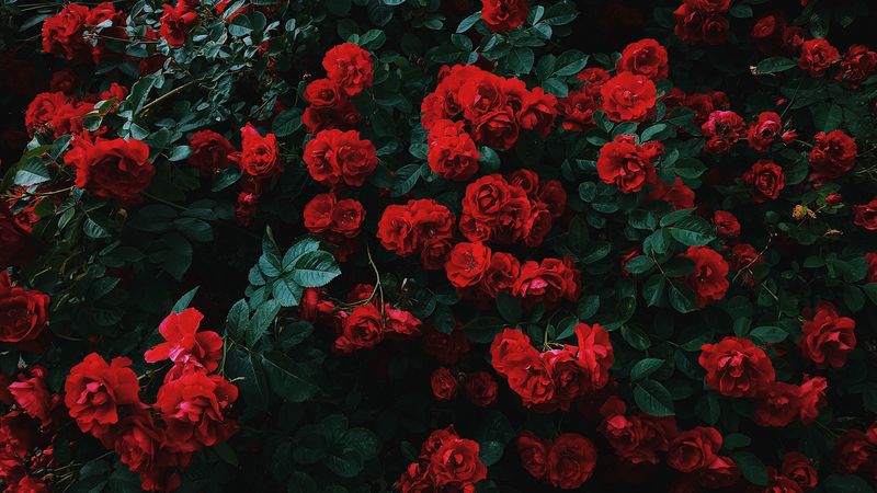 roses, bush, bloom, garden, red, contrast, 4k