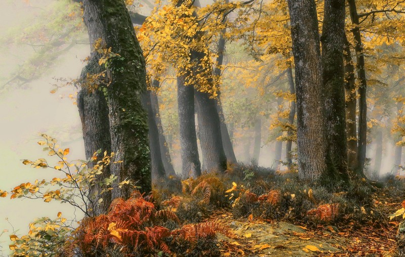 fall, trees, forest, nature, plants
