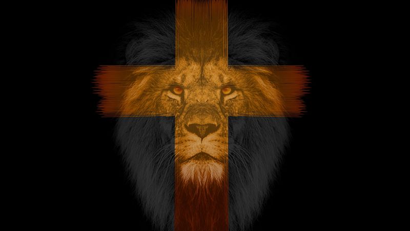 lion, cross, muzzle, dark, 4k