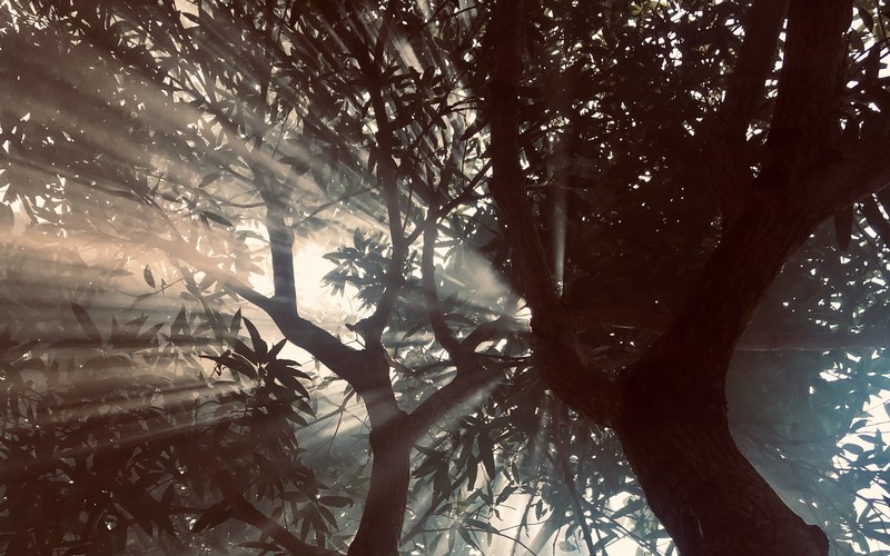 landscape, nature, trees, sun rays