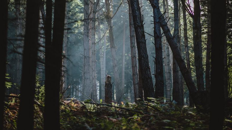 forest, fog, trees, sunlight, dawn, 4k