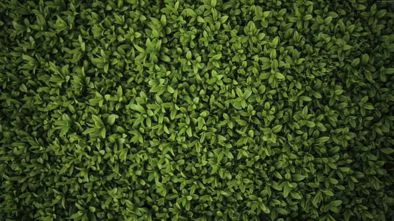 nature, leaves, green, plants