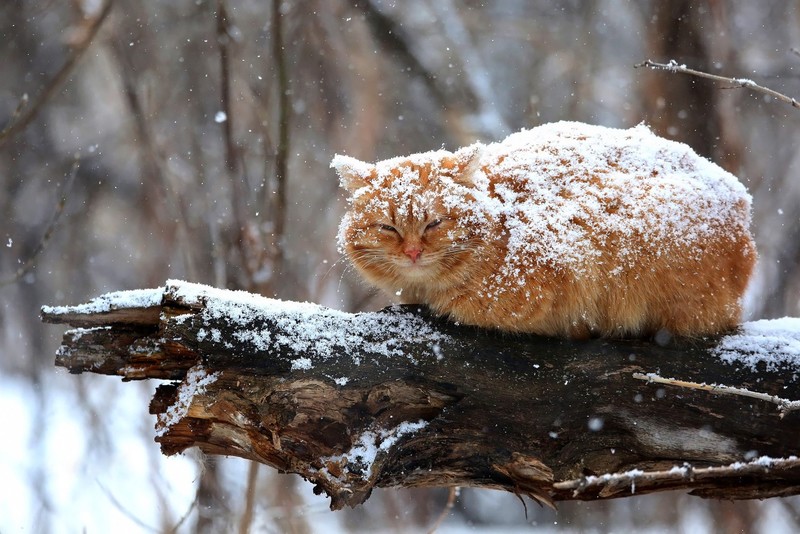 cats, snow, winter, outdoors, animals
