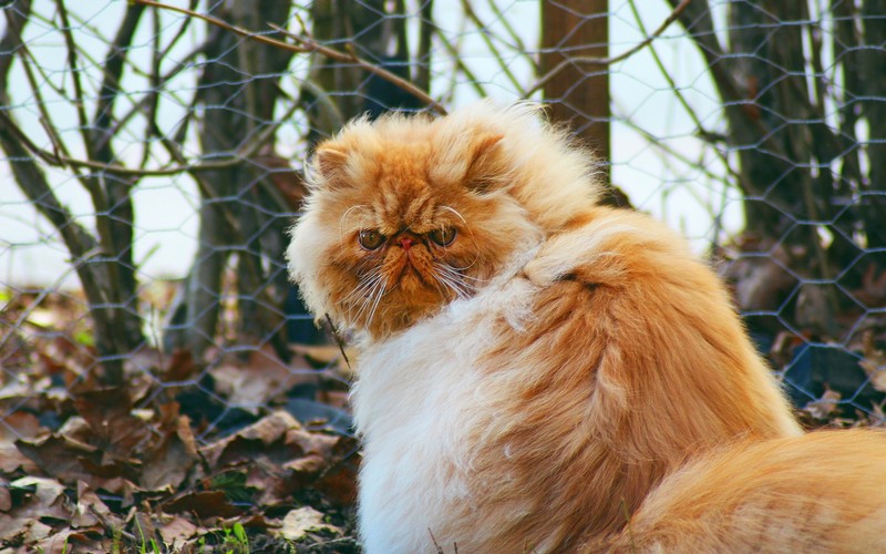 animals, outdoors, cats