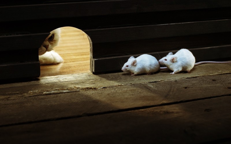 cats, humor, mice