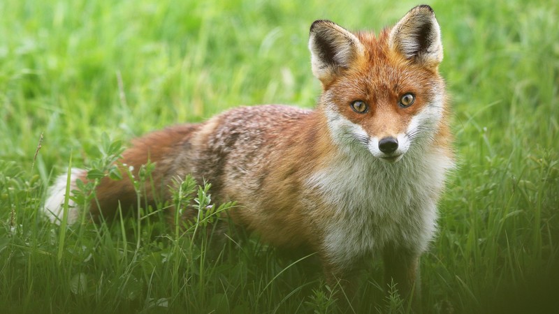 fox, nature, grass