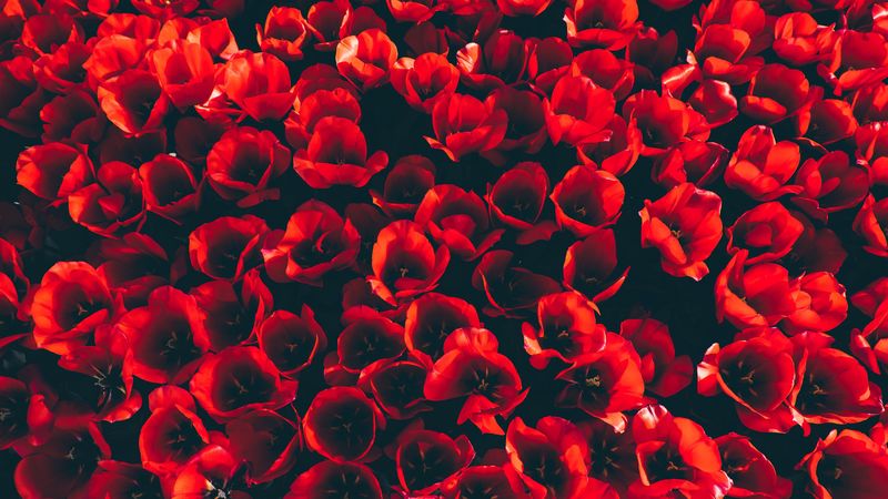 tulips, flower bed, red, bloom, petals, 4k