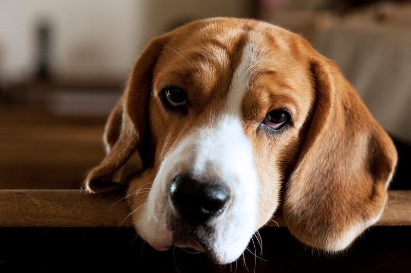 dog, animals, indoors, brown, dark eyes