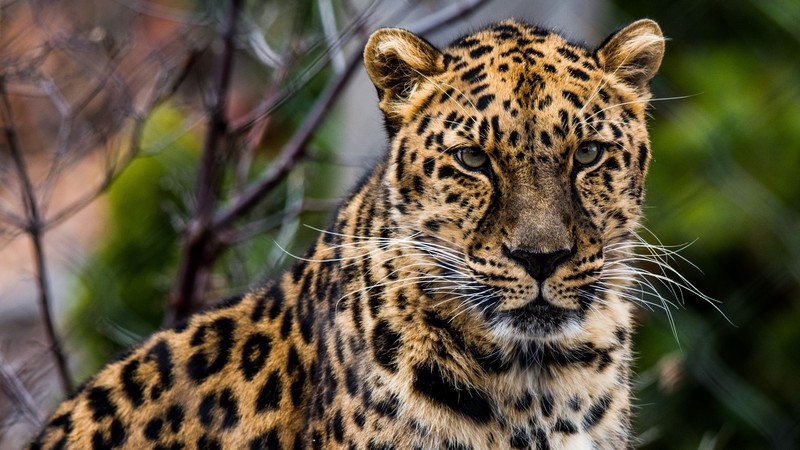 leopard, big cats, animals