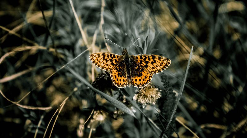 butterfly, macro, wings, patterns, grass, 4k