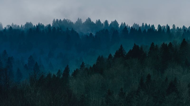 forest, fog, trees, top view, sky, 4k