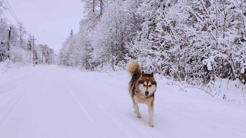 dog, Siberian Husky, winter, snow, road, trees, forest, animals, heterochromia, eyes, nature, white