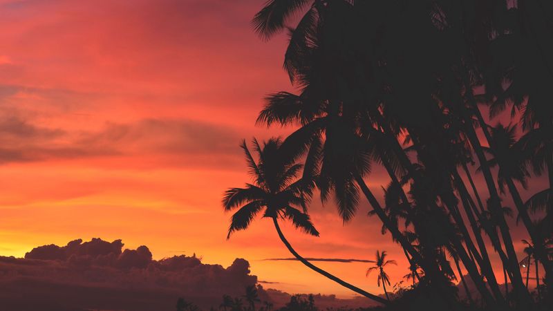 palm trees, sunset, clouds, tropics, sky, 4k