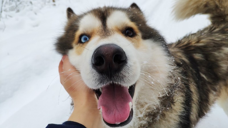 dog, Siberian Husky, heterochromia, eyes, happiness, animals, pet