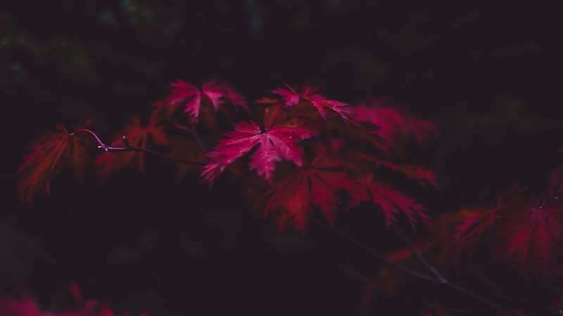 leaves, autumn, branches, blur, carved, 4k