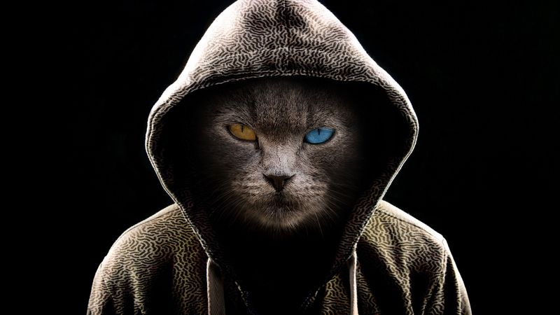 cat, hood, heterochromia, dark, serious, 4k
