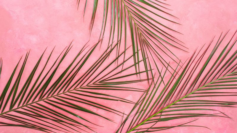 palm tree, branches, pastel, leaves, minimalism, 4k