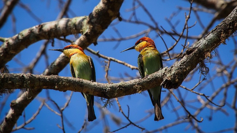 birds, nature, animals, branch
