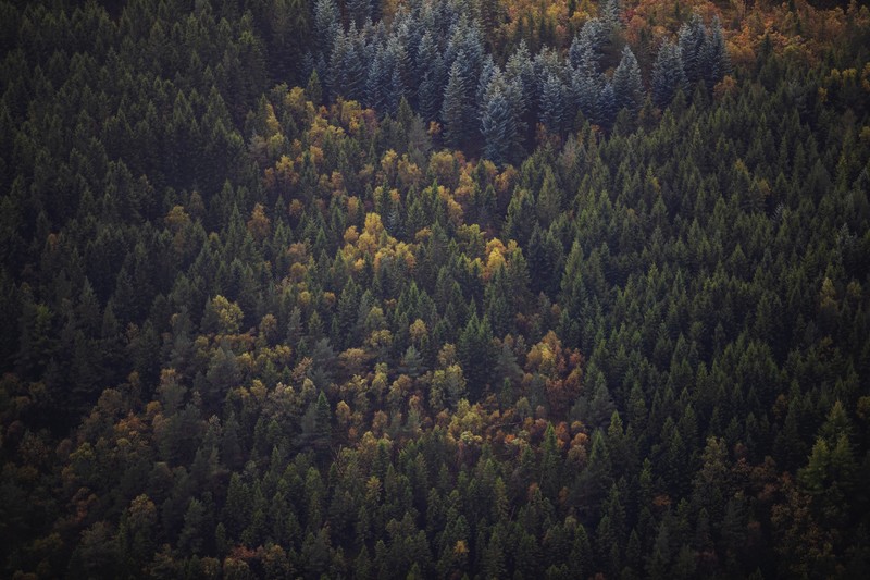 forest, trees, nature, landscape, aerial view, pine trees
