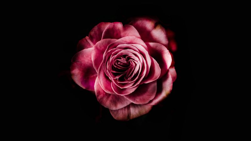 rose, bud, pink, dark background, petals, flower, bloom, 4k