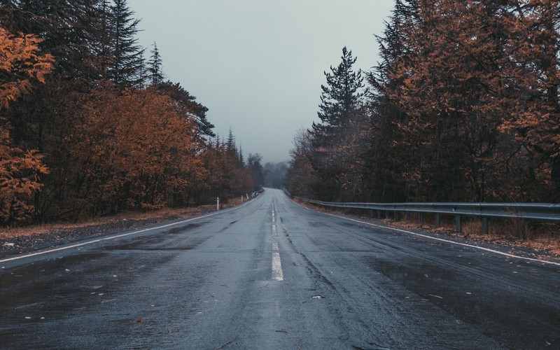 landscape, road, trees, fall, rain, wet, asphalt