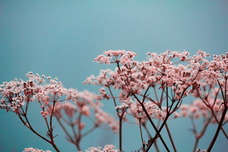 flowers, blurred, plants, simple background