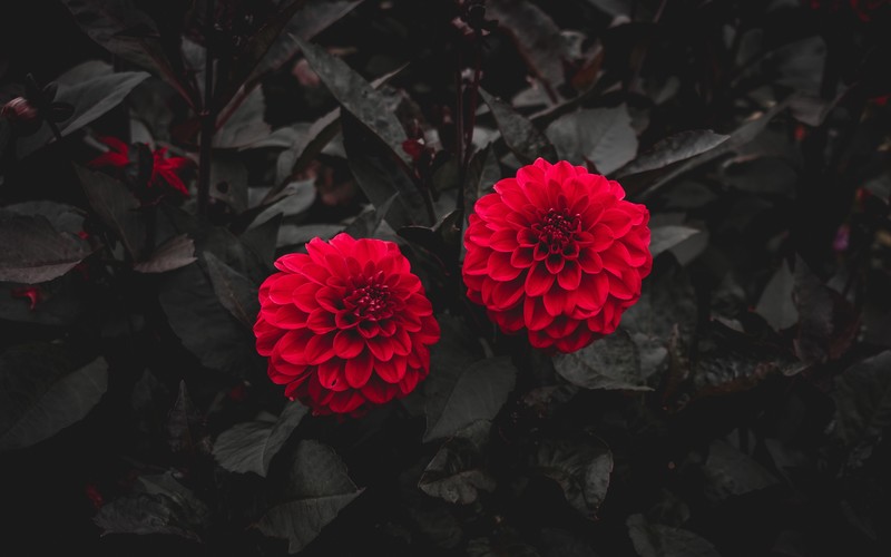 flowers, nature, dahlias, red, dark, plants, selective coloring