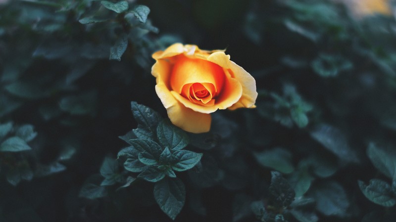 flowers, roses, nature