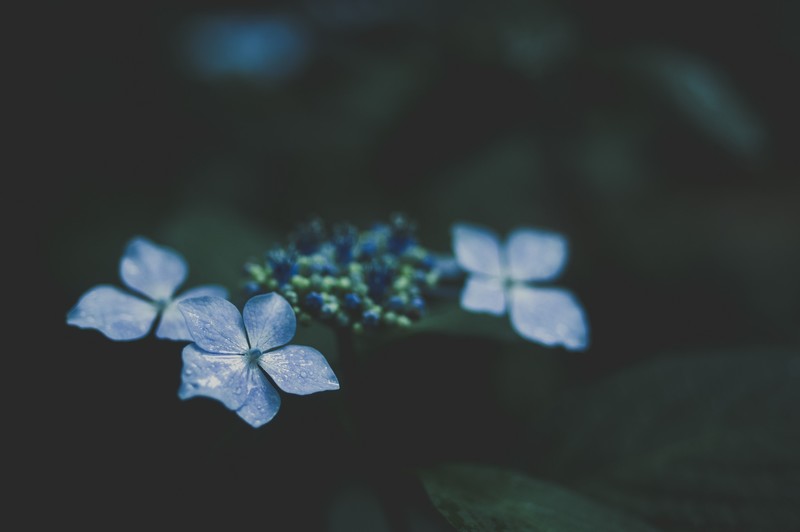 flowers, minimalism, nature, blurred