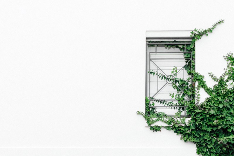 wall, plants, simple background, white background