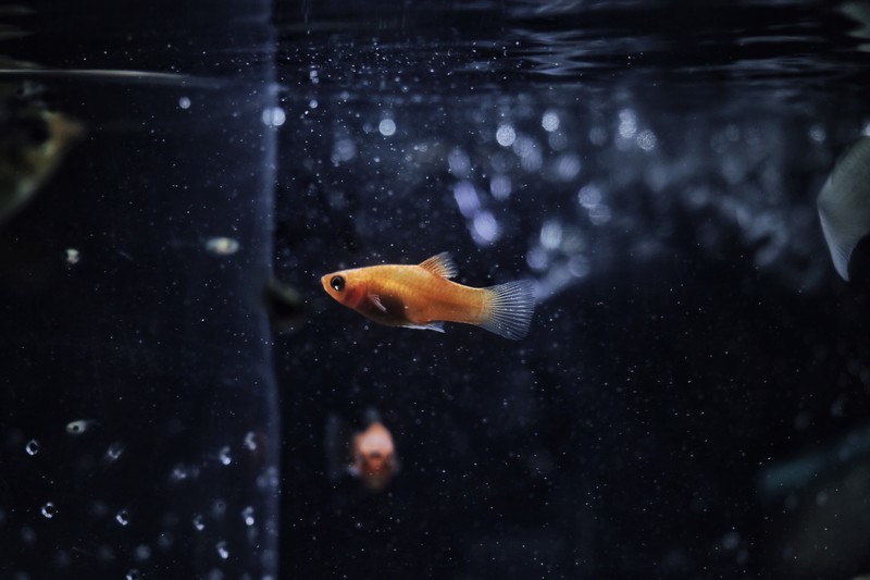 blue, water, fish, underwater, bubbles