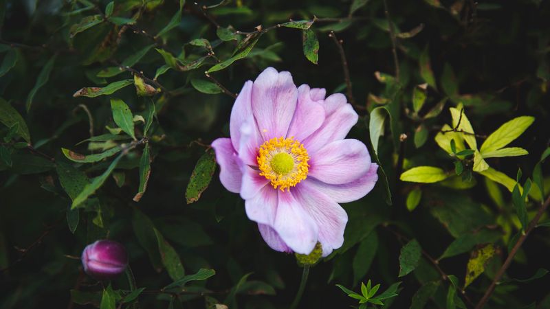 rose, garden flower, garden, pink, bush, 4k