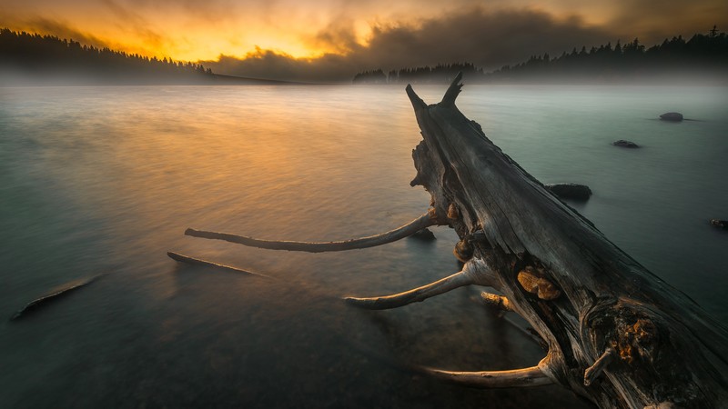 nature, wood, water, sky, sunlight