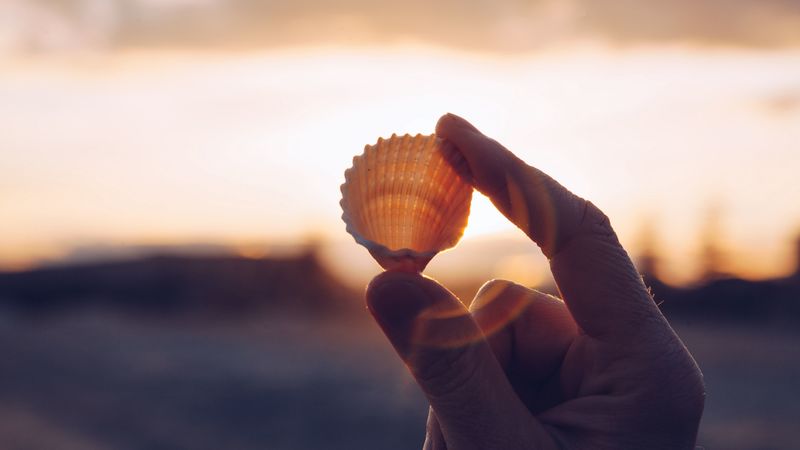 shell, hands, sunlight, fingers, 4k