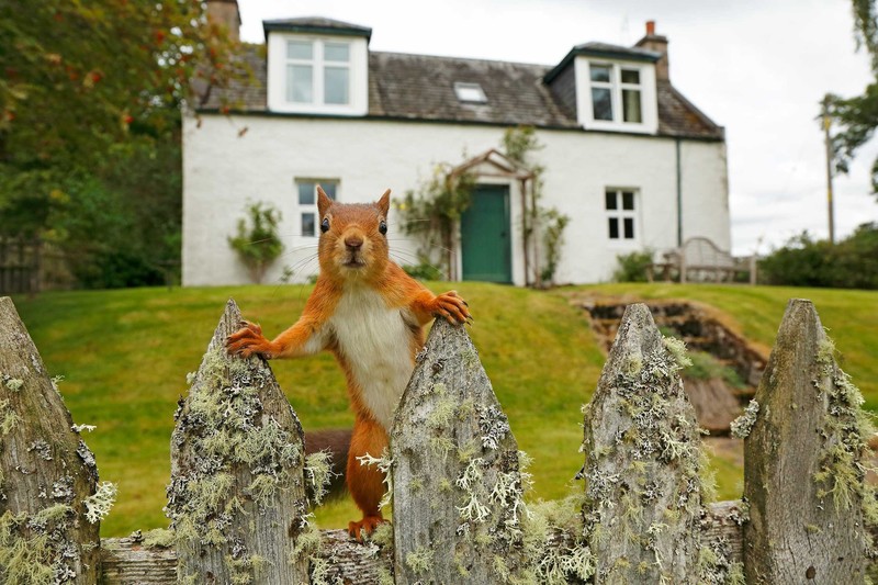 nature, animals, squirrel, fence, house, moss, England