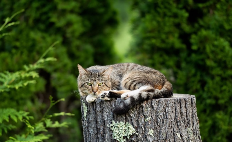 outdoors, cats, animals, wood