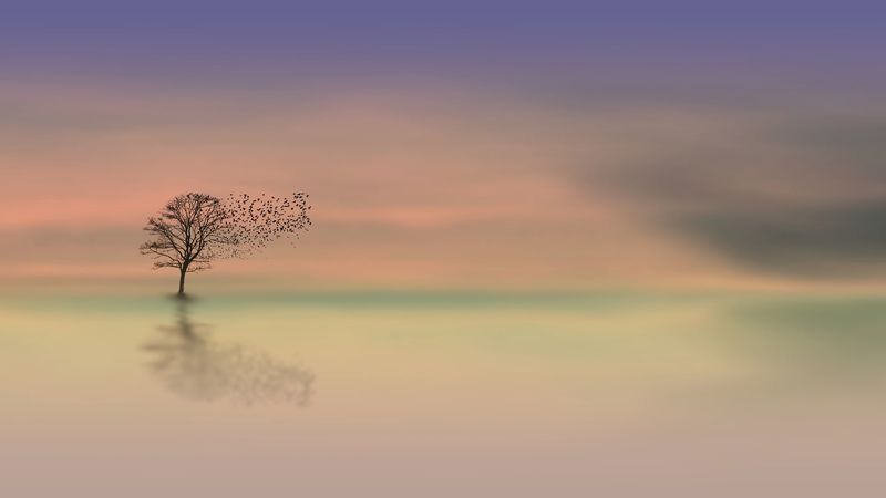 tree, dawn, lonely, horizon, minimalism, 4k