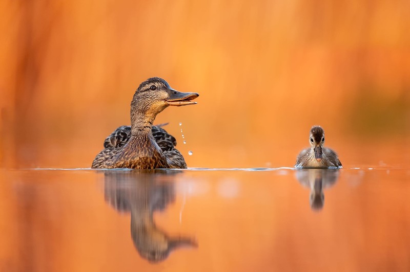 animals, birds, duck
