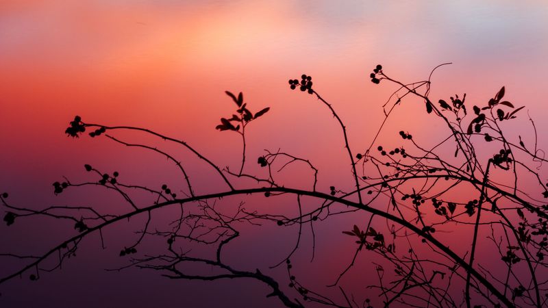 branch, sunset, shadows, silhouette, 4k