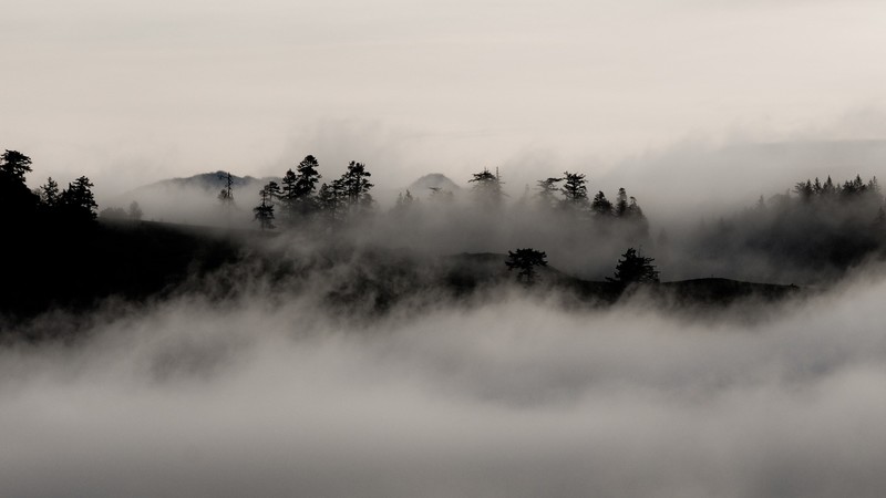 nature, landscape, forest, trees, mist, monochrome, hills