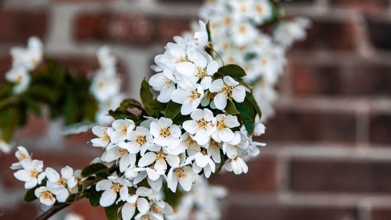 bird cherry, flowers, branch, 4k