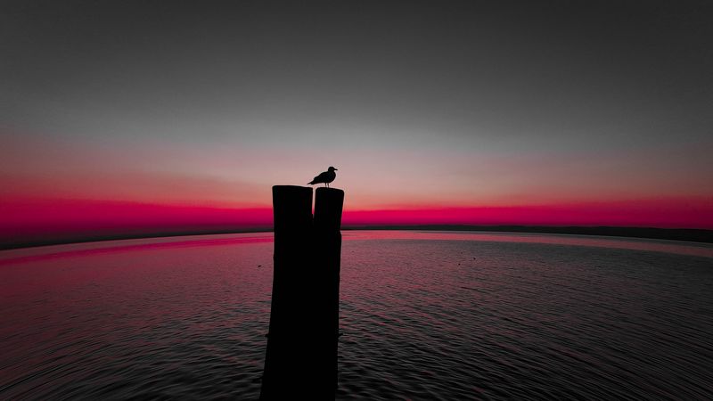 bird, silhouette, pillar, seagull, horizon, sea, 4k