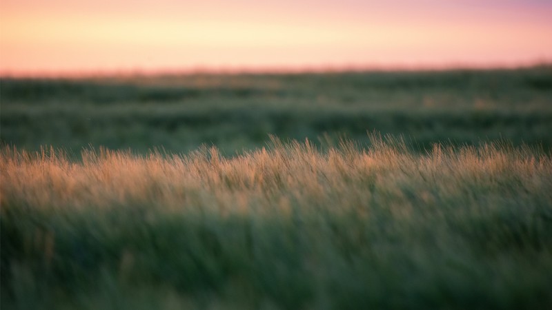 field, sunset, grass, landscape