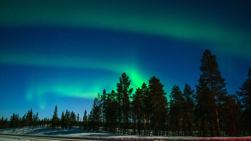 northern lights, aurora, trees, light phenomenon, lapland, 4k