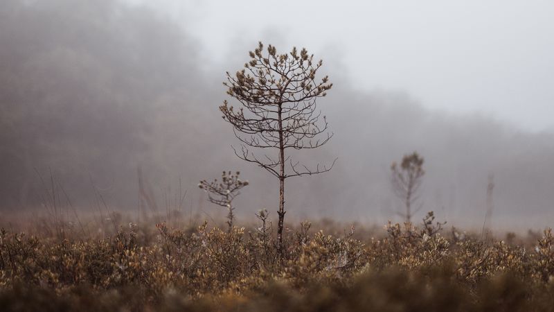 grass, blur, fog, macro, branches, 4k